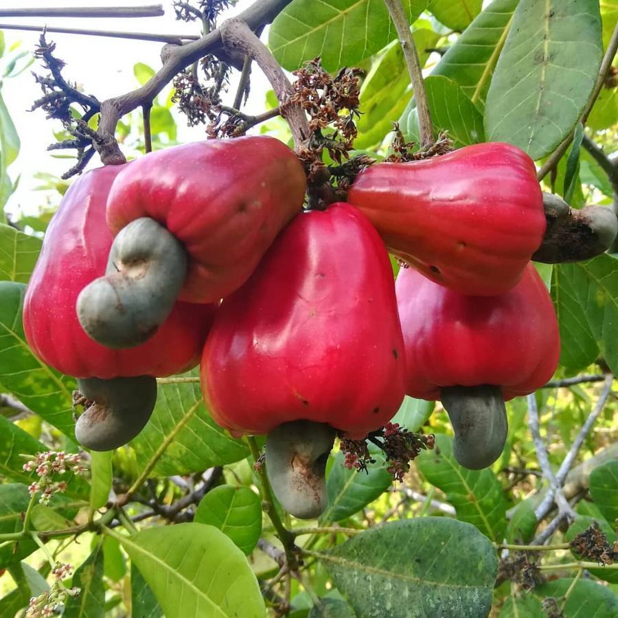 Cashew Nut Bungalow, Ko Mook المظهر الخارجي الصورة
